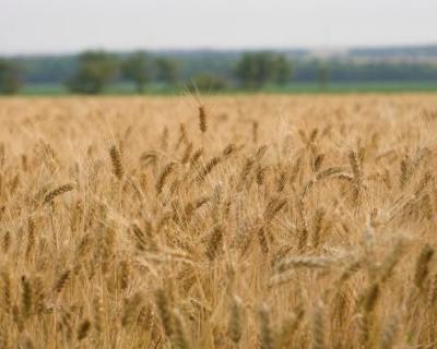 USDA вновь повысил прогноз по экспорту пшеницы из России