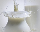 В Костромской области займутся переработкой молока