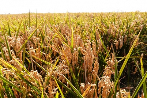 Посевы риса на Кубани могут сократиться