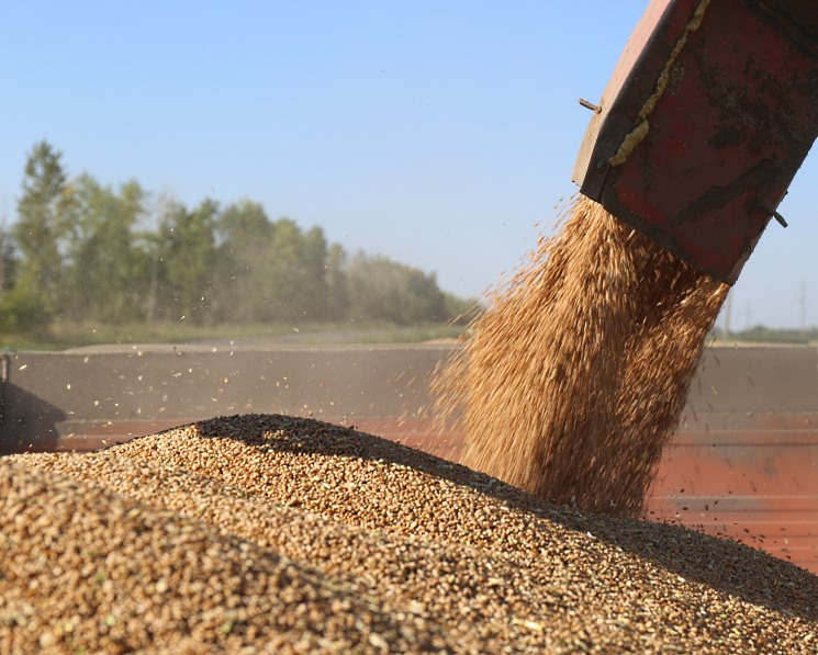 Экспортные цены на пшеницу продолжили падать – Агроинвестор