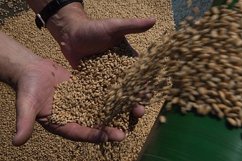 Цены на пшеницу могут начать расти