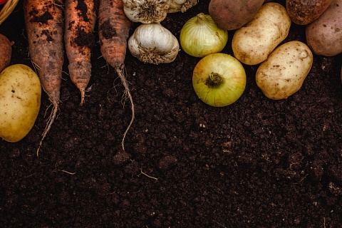 «Азбука вкуса» пошла в огород. Ритейлер начал самостоятельно выращивать овощи для своих магазинов