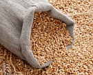 В Петербурге пропало почти 10 тыс. тонн зерна