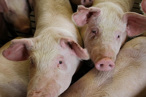 «Агро-Белогорье» планирует сохранить объемы продаж свинины на уровне прошлого года