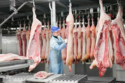 Экспорт свинины впервые может достигнуть 200 тысяч тонн