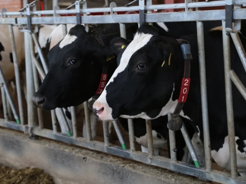 «Август-Агро» вводит еще три фермы на 2800 коров