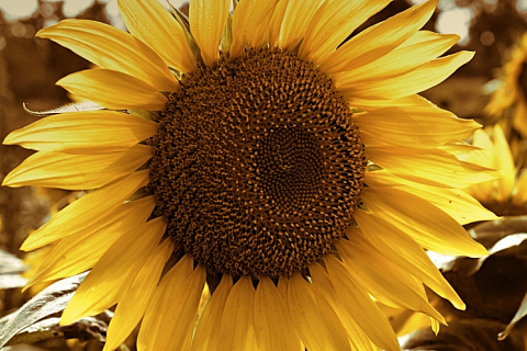 Экспорт масложировой продукции в прошлом году сократился на 12%