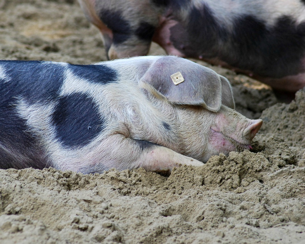 Возможности страховой защиты животных будут расширены