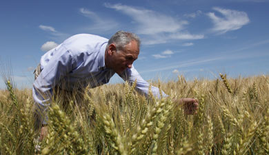 Прогноз урожая зерновых сокращен до 85 млн т