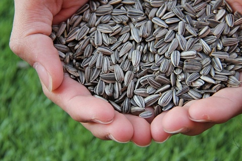 В 2024 году семена подсолнечника отечественной селекции займут 44% рынка