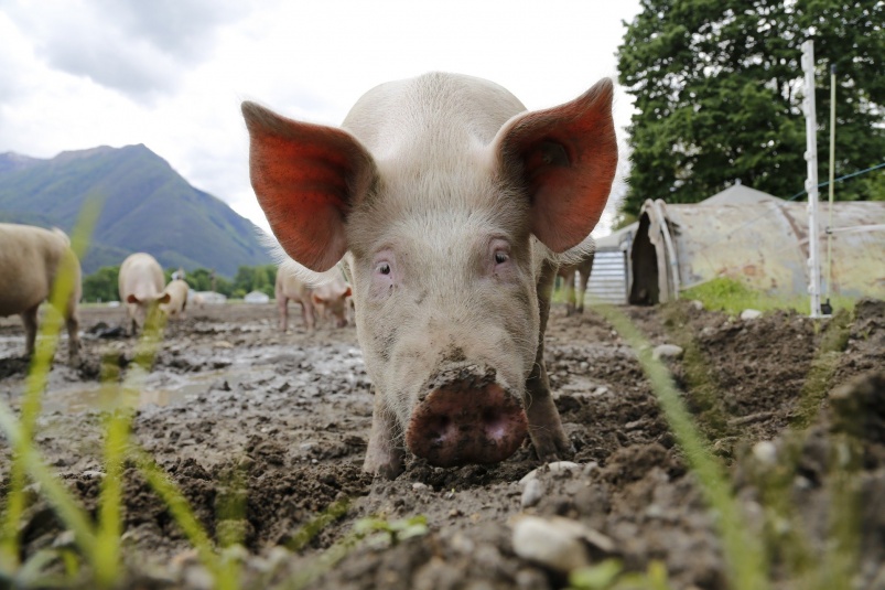 Обеспечение питательными микронутриентами: возможность повышения иммунитета свиней