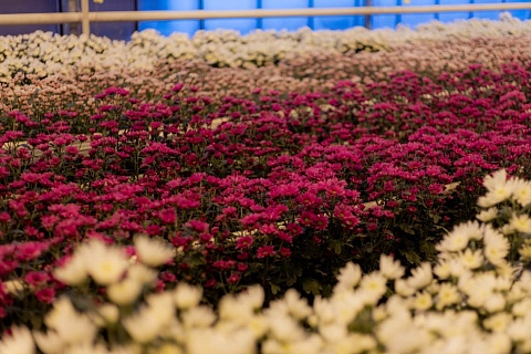 ГК «Горкунов» увеличит производство цветов