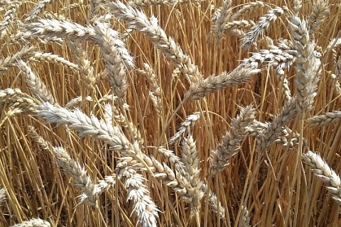 В Воронежской области получена пшеница 1-го класса