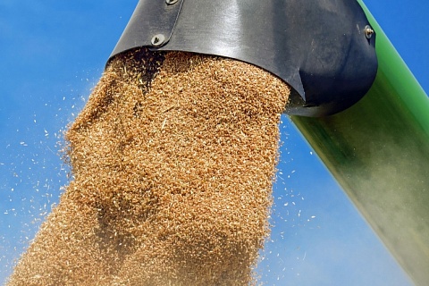 В России начали активно декларировать зерно на экспорт