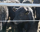 «Мираторг» начал поставки говядины в Белоруссию