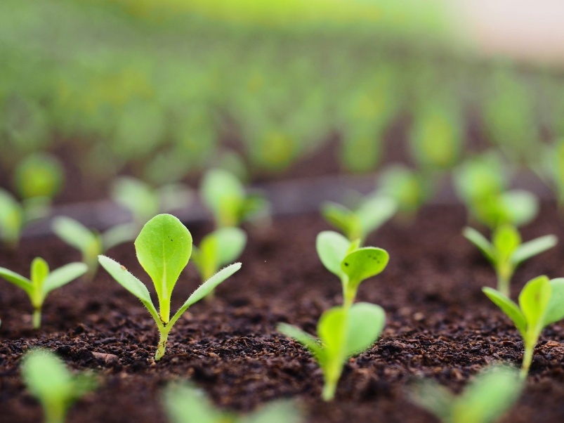 KWS не повышала цены на семена более чем вдвое