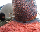 Креветкозамещение: аргентинские рыбаки заменят канадских и исландских поставщиков