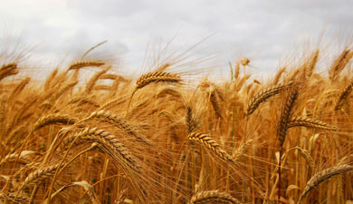В Алтайском крае будут выращивать канадскую пшеницу
