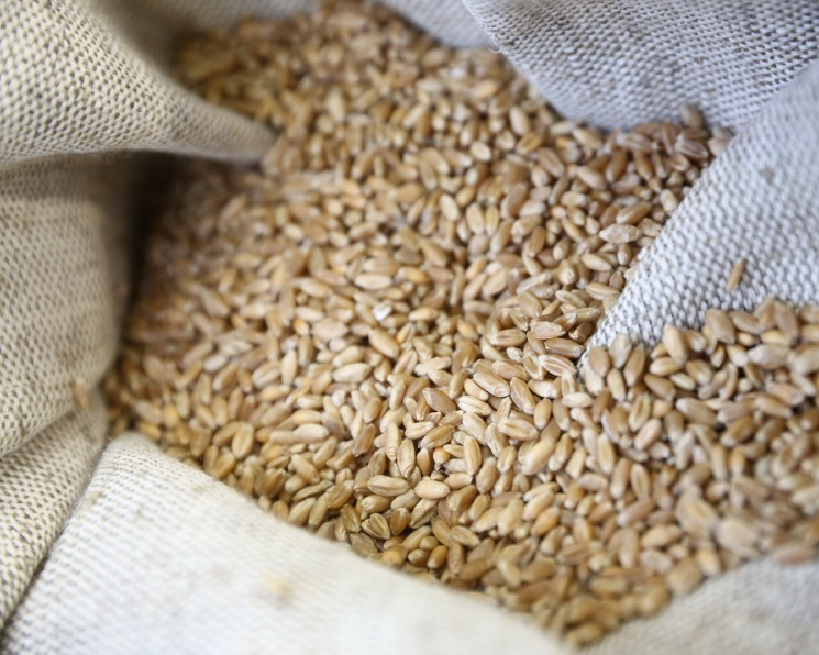 «Русагротранс»: Россия может возобновить экспорт пшеницы в Индию