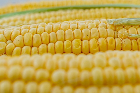 «Рустарк» и «Агроплазма» занимаются совместной селекцией восковидных гибридов кукурузы