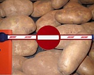 Белоруссия по просьбе России ограничивает ввоз картофеля с Украины