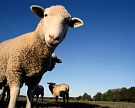 В Перми вместо свинокомплекса построят овцеферму