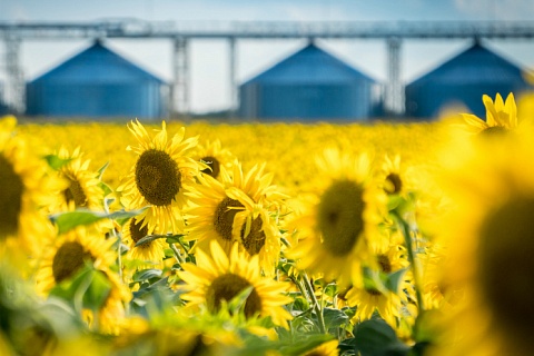 Экспортная пошлина на подсолнечное масло вновь выросла
