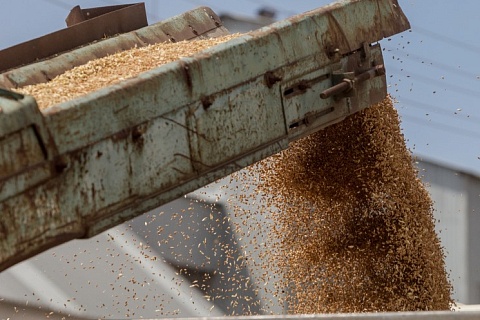Экспортная пошлина на пшеницу повысится до $87 за тонну