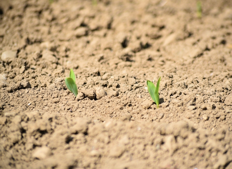 Уровень самообеспеченности семенами в 2025 году достиг 70%