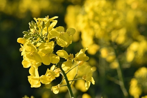 РСХБ прогнозирует увеличение производства масличных