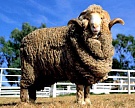 Астраханская область произведёт 100 тонн шерсти овцы-мериноса