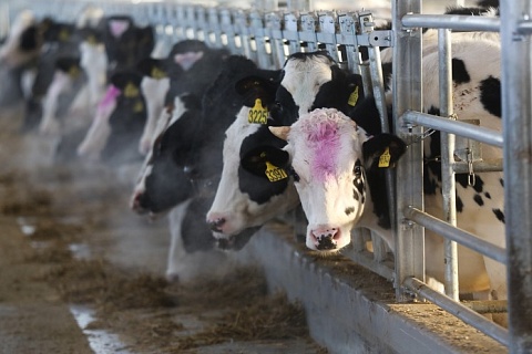 Одному из крупнейших молочных хозяйств ищут инвестора