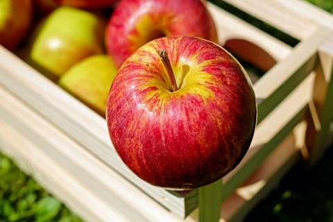 Ставрополье увеличило урожай яблок на 65%