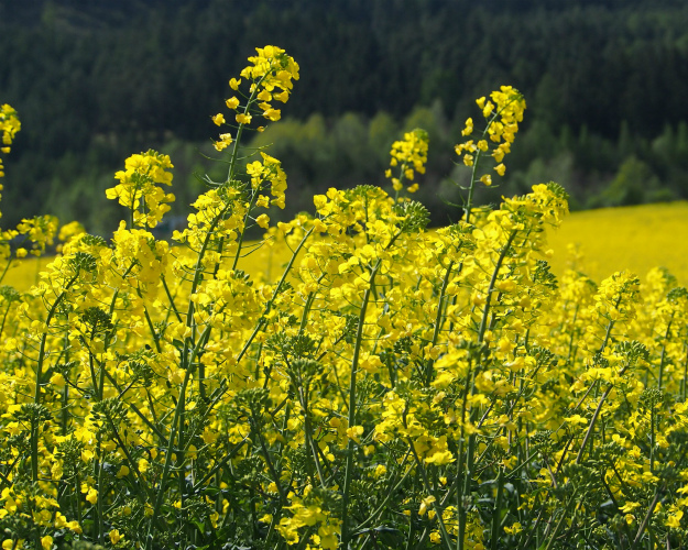 МЭЗ «Маслов» будет запущен в 2026 году