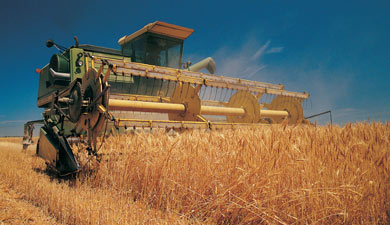 Запасы зерна на 1 августа — на 10% больше прошлогодних
