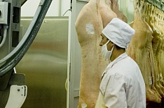 Россия должна войти в топ-5 мировых экспортеров свинины
