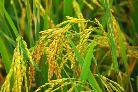 Аграрии Кубани могут засеять рисом 90 тысяч гектаров