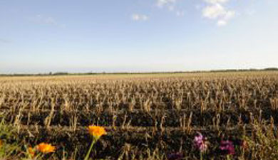 «Краснодарзернопродукт» в 1,5 раза увеличил площадь пахотных земель