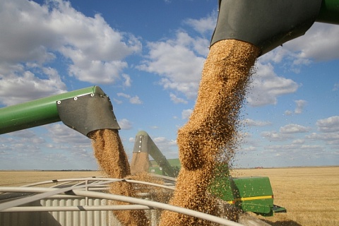 Экспортные цены на российскую пшеницу упали до минимума с середины февраля