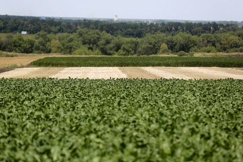 Краснодарский край посеял более половины плановых площадей сахарной свеклы