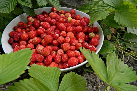 Минсельхоз рассчитывает на рост самообеспеченности плодами и ягодами по итогам года