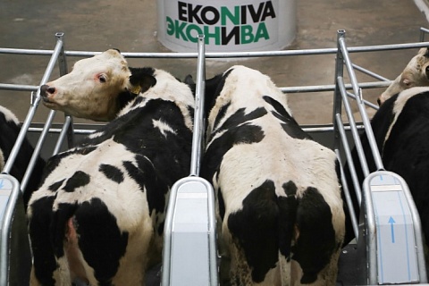«ЭкоНива» увеличила производство молока в 1,7 раза