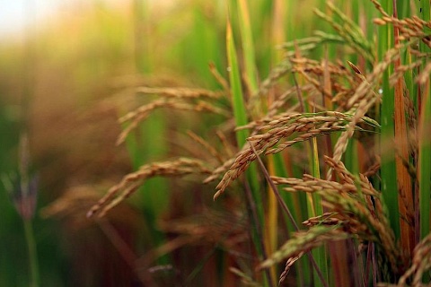 Обрушение плотины на Кубани угрожает урожаю риса