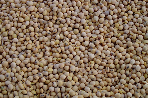 Аналитики не ожидают существенного изменения цен на масличные в феврале