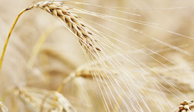 USDA сократил прогноз производства пшеницы до 47 млн т