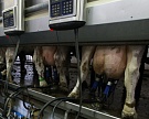 Утверждены новые правила «молочных» субсидий