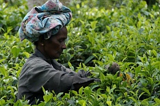 Россельхознадзор запретил ввоз чая из Шри-Ланки