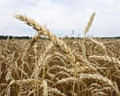 Москва закупит 400 тыс. тонн зерна из госфонда
