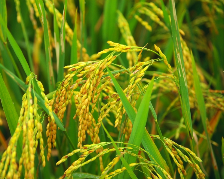 Новый гербицид для риса от Corteva Agriscience поможет повысить урожайность культуры до 70%