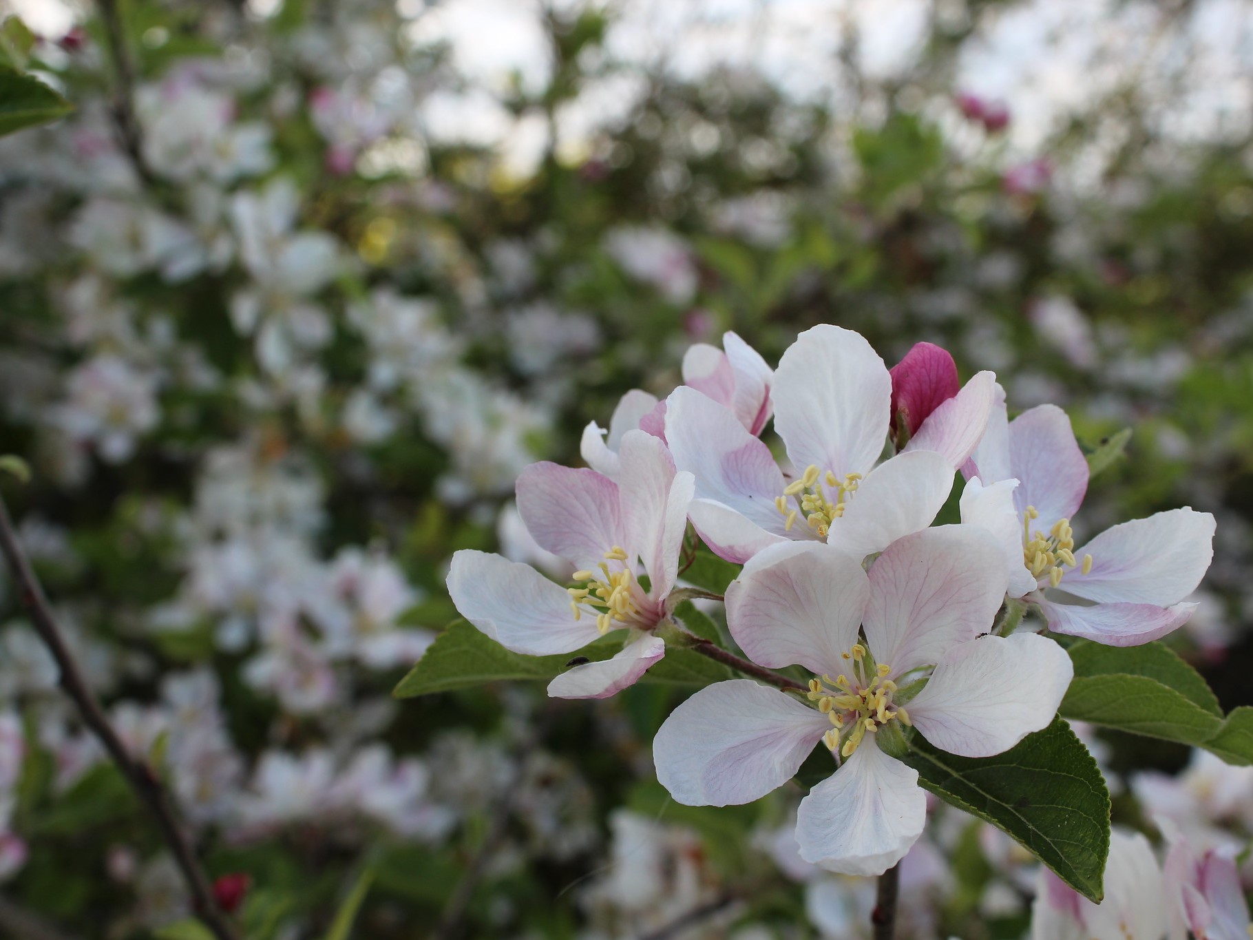 В ряде регионов продолжается цветение яблонь